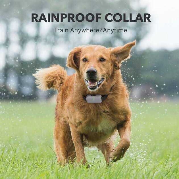 Dog Training System P752437