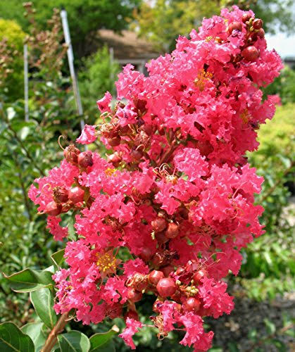 3 Gallon Crape Myrtle Tree F4486