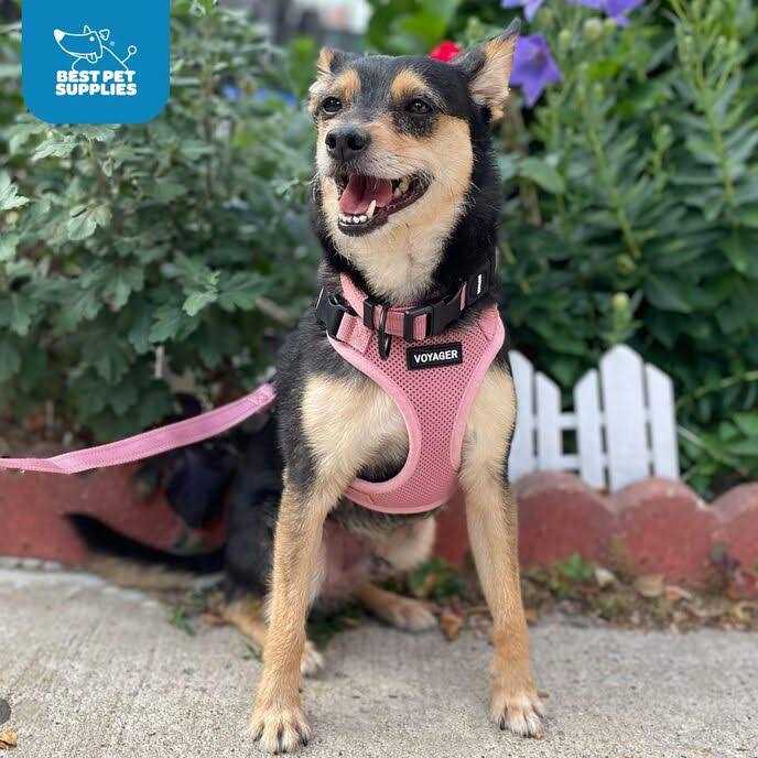Adjustable All Weather Mesh Step-in Pet Harness B791330