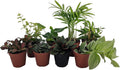 8 Plants in 2" pots M8215