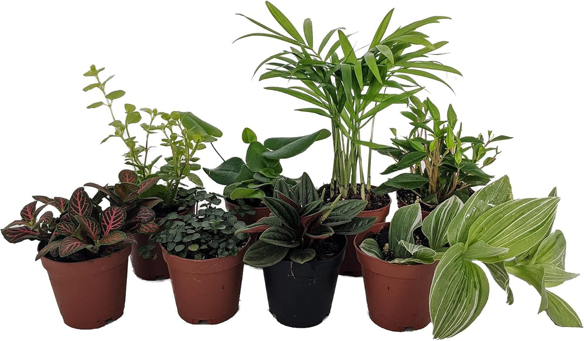 8 Plants in 2" pots M8215
