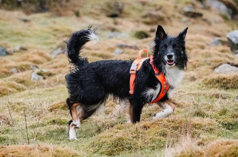 Camo Dog Harness M766721