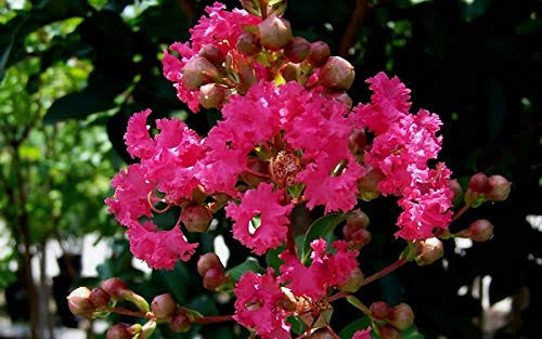 3 Gallon Crape Myrtle Tree F4486