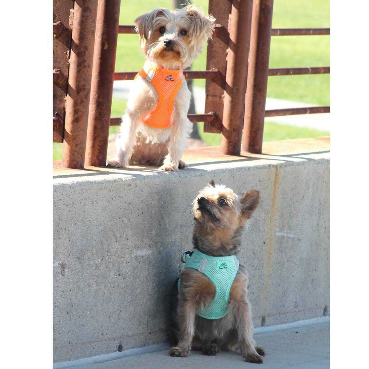 Choke Free Dog Harness U3114
