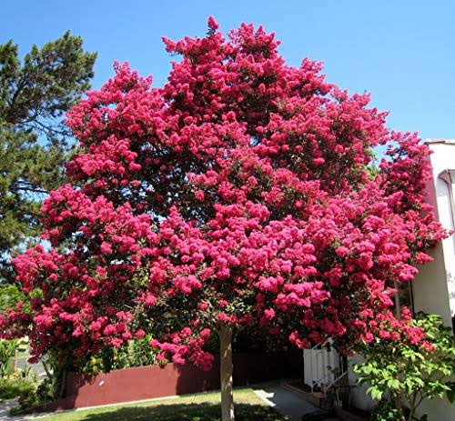 3 Gallon Crape Myrtle Tree F4486