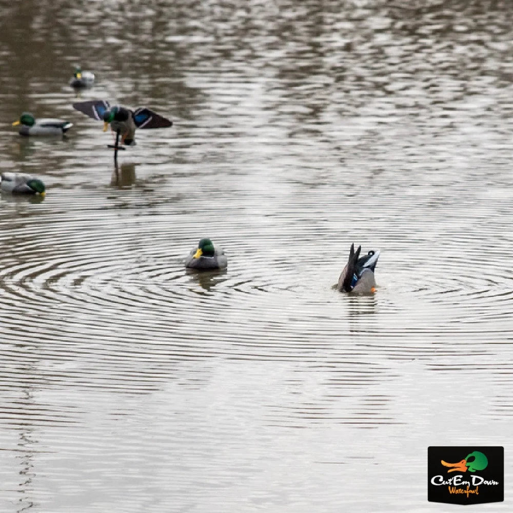 Drake Mallard Duck Butt HD G53237