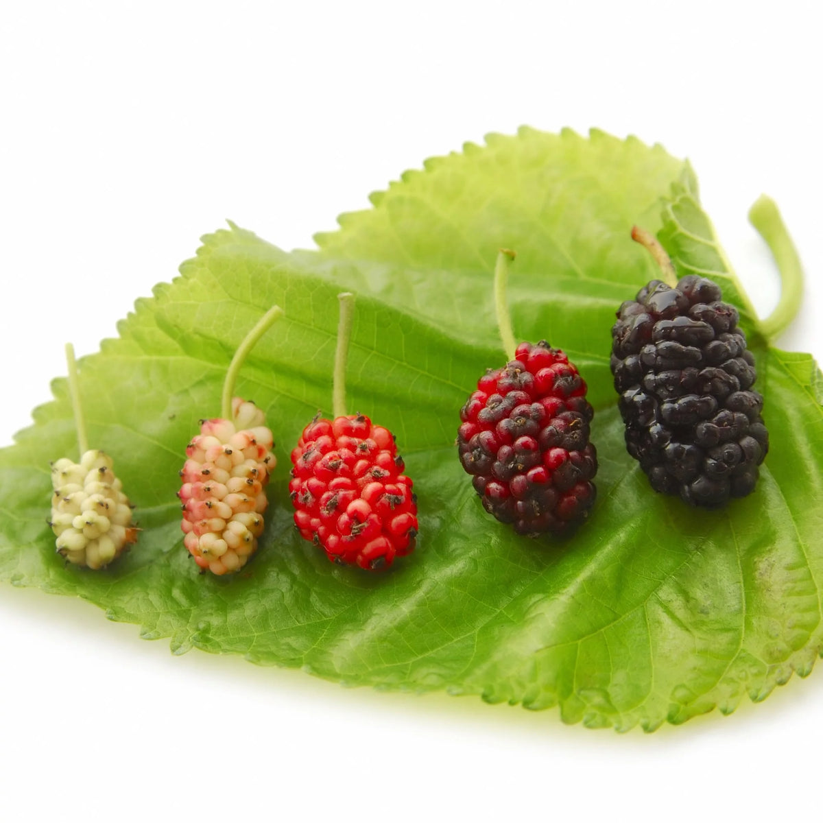 Black Mulberry Tree Live Plant B6567