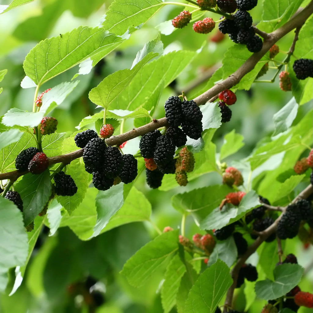 Black Mulberry Tree Live Plant B6567