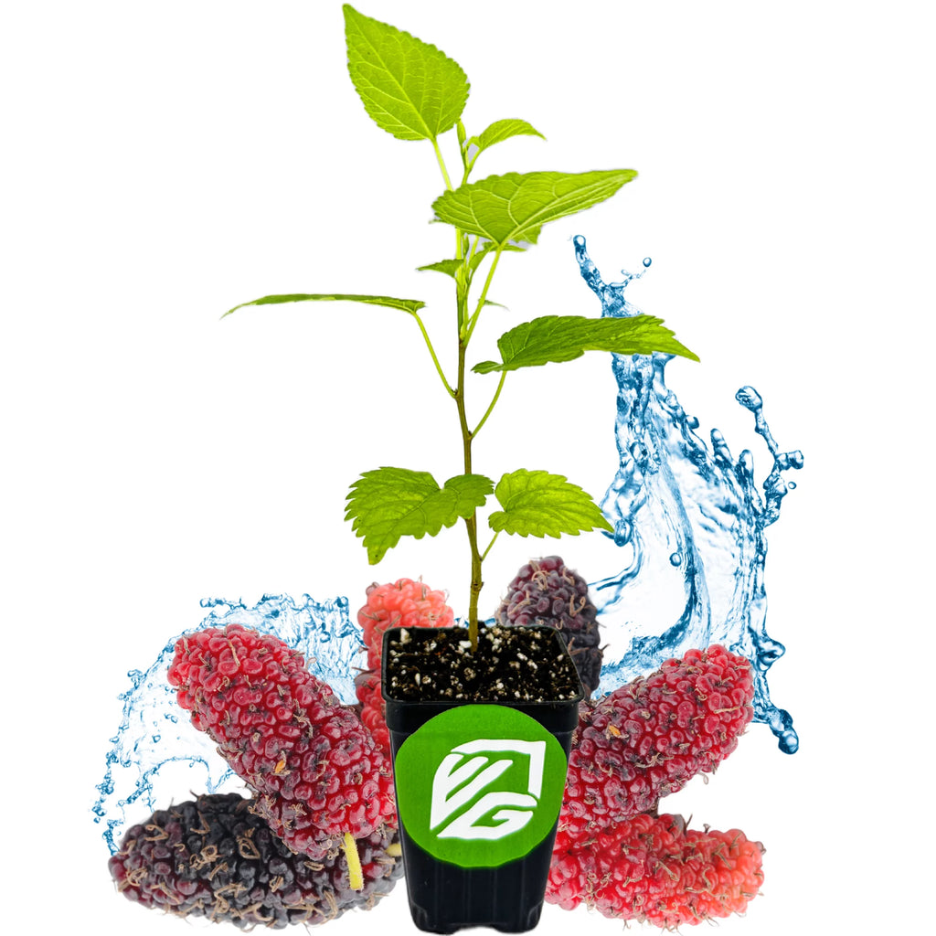 Black Mulberry Tree Live Plant B6567
