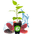 Black Mulberry Tree Live Plant B6567