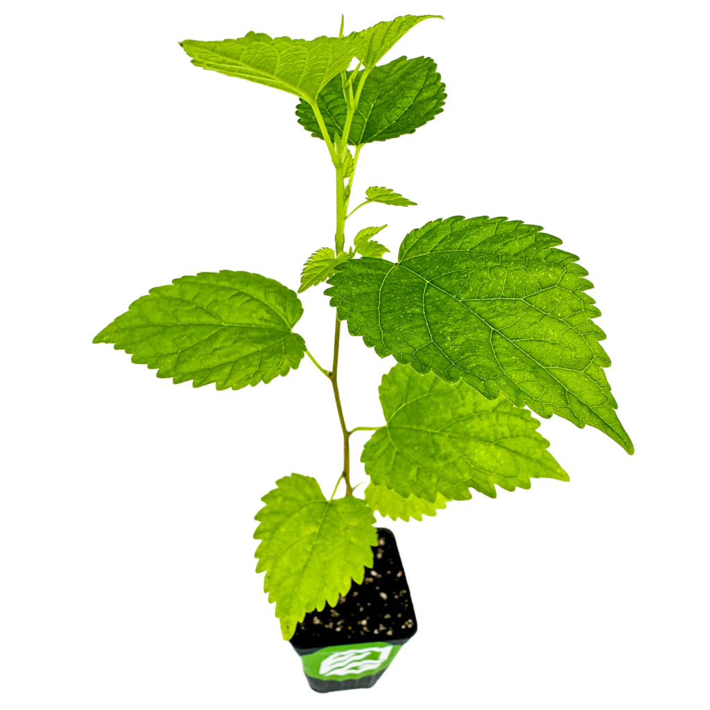 Black Mulberry Tree Live Plant B6567