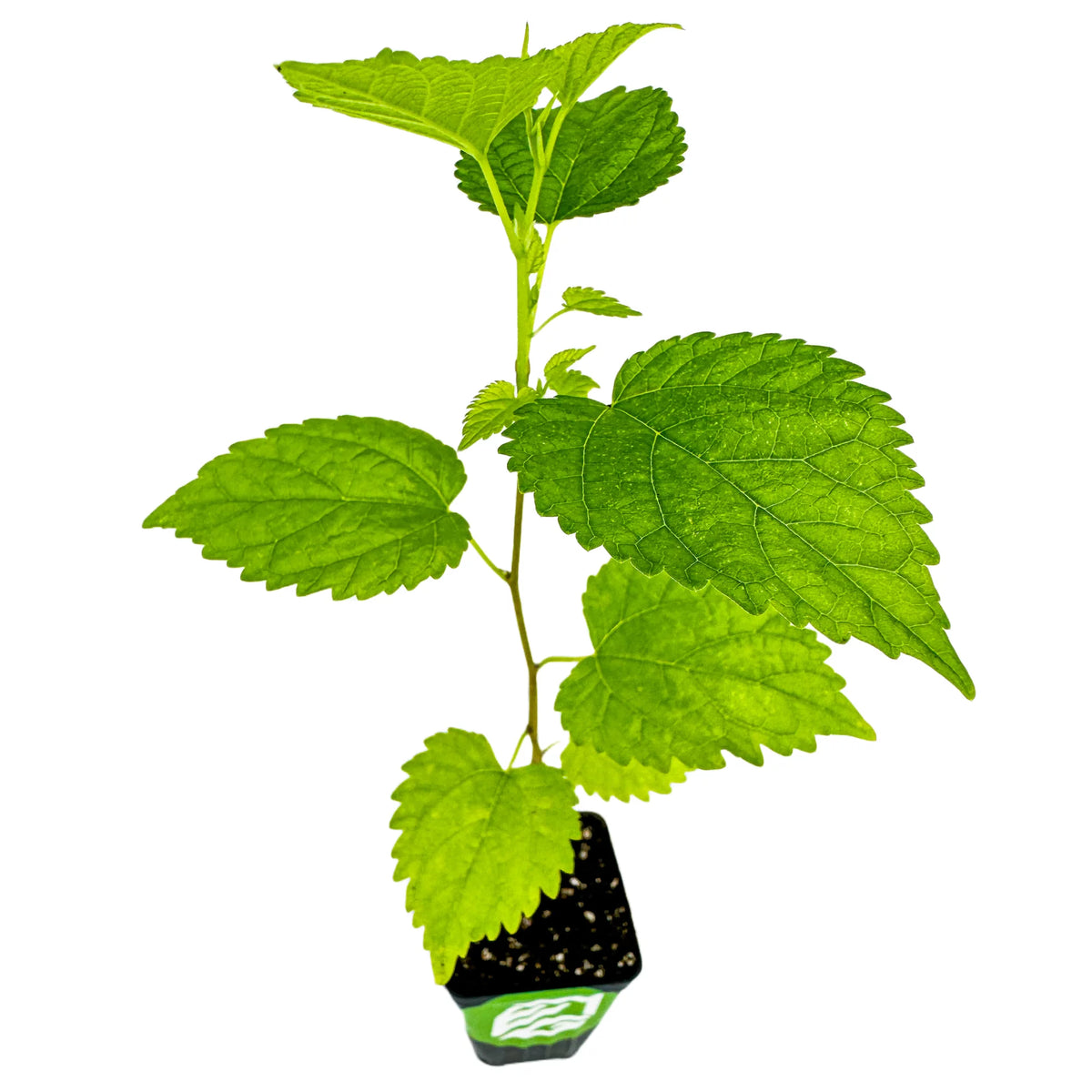 Black Mulberry Tree Live Plant B6567