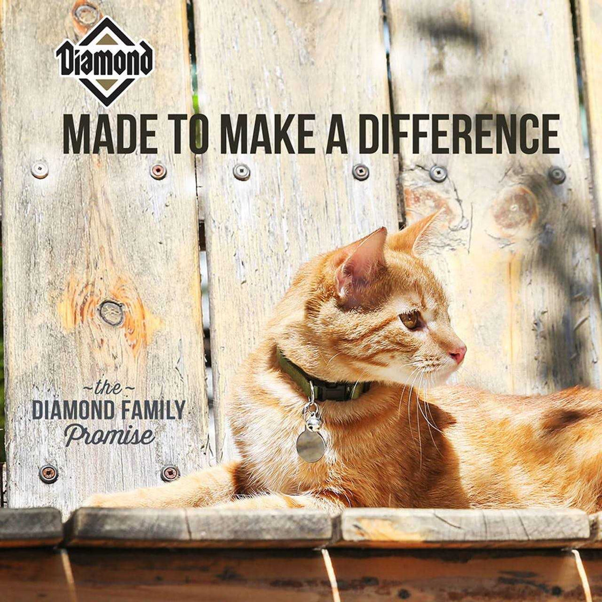 Dry Cat Food N400788