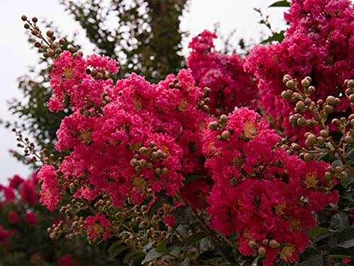 3 Gallon Crape Myrtle Tree F4486