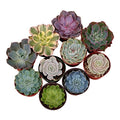 Collection of 40 Live Succulent Plants M308293