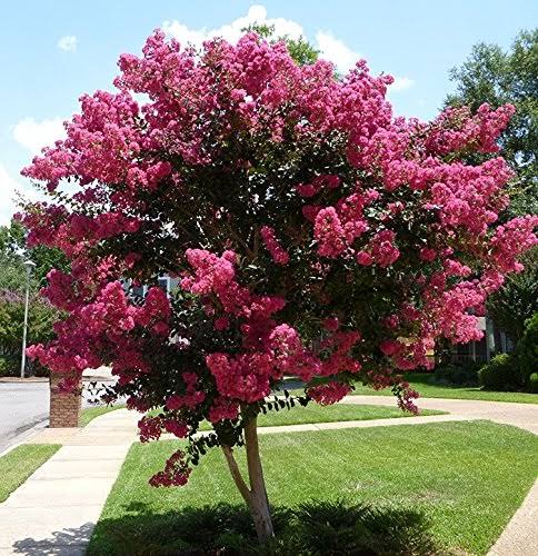 3 Gallon Crape Myrtle Tree F4486