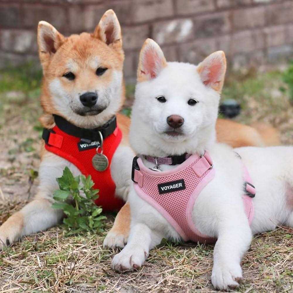 Adjustable All Weather Mesh Step-in Pet Harness B791330