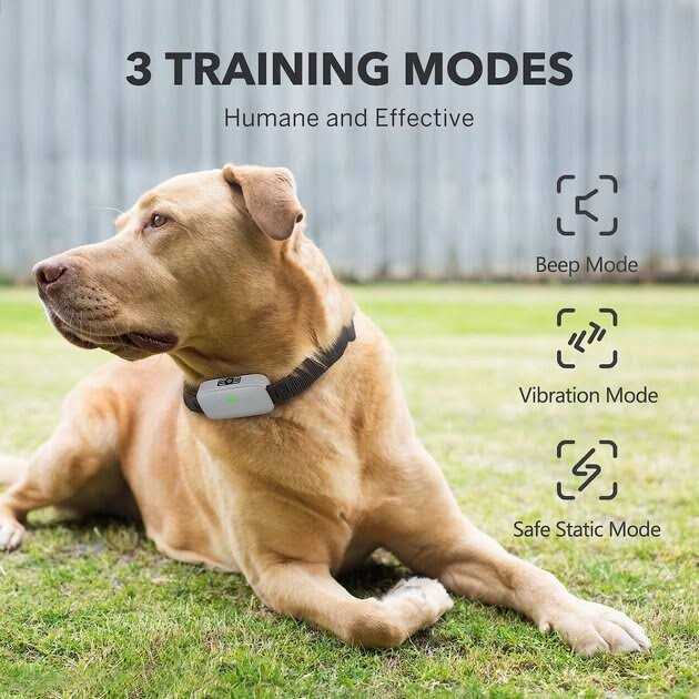 Dog Training System P752437