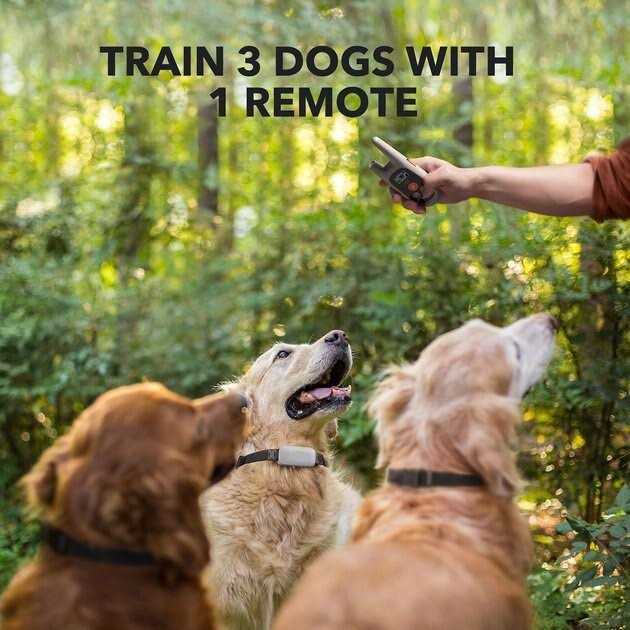 Dog Training System P752437