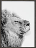 Black and White Lion Print Framed Canvas Wall Art T2516