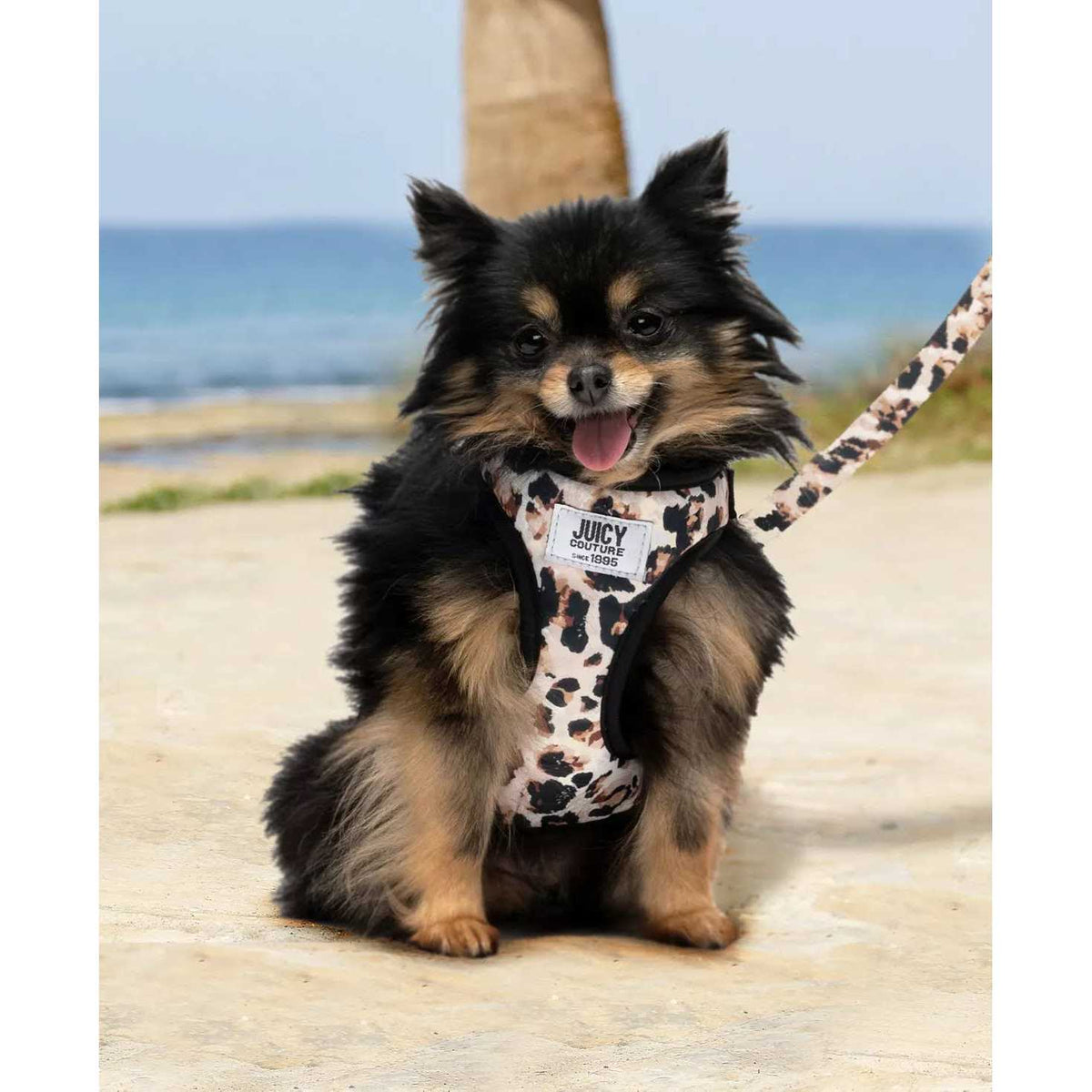 Harness & Leash Set G616